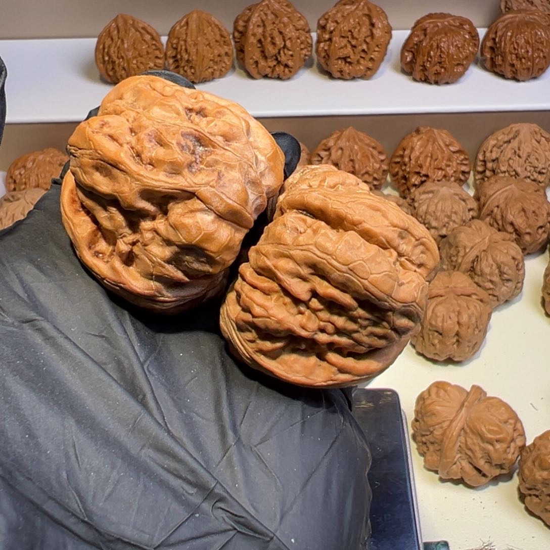 文玩核桃把件赵*龙45蛤蟆