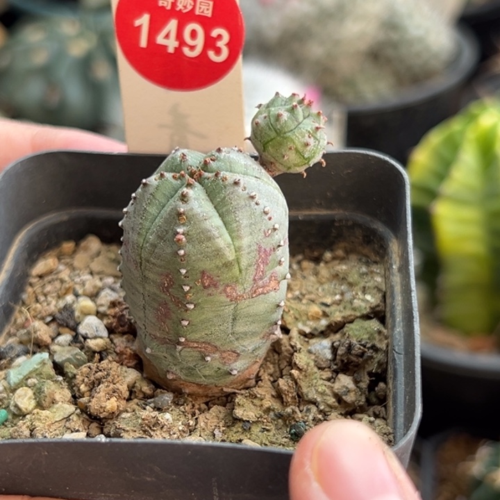 带崽布纹球杂交一棵仙人球