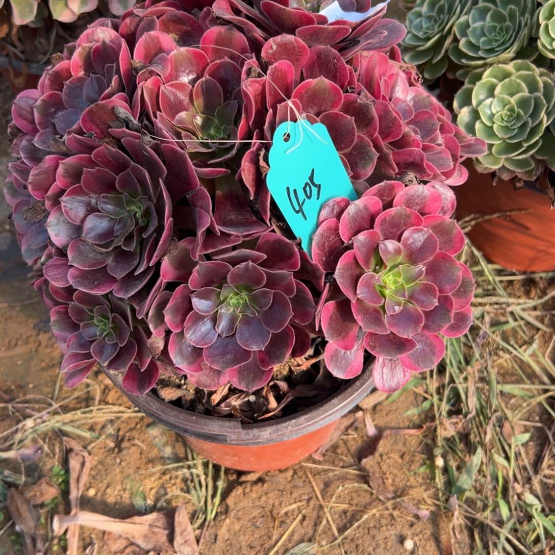 好**莲405凤冠多肉多肉多肉