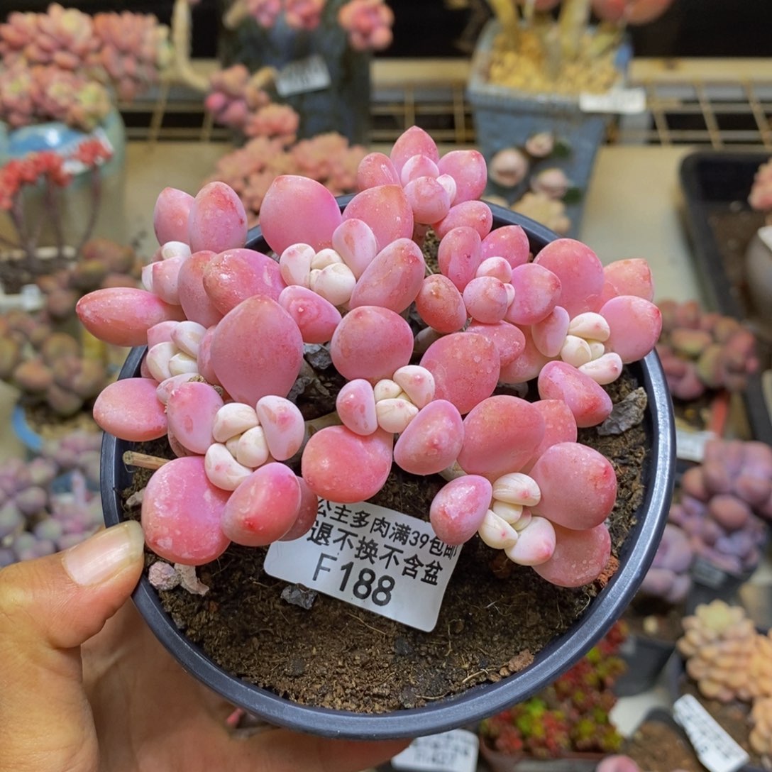 188樱花洛神多肉7c m