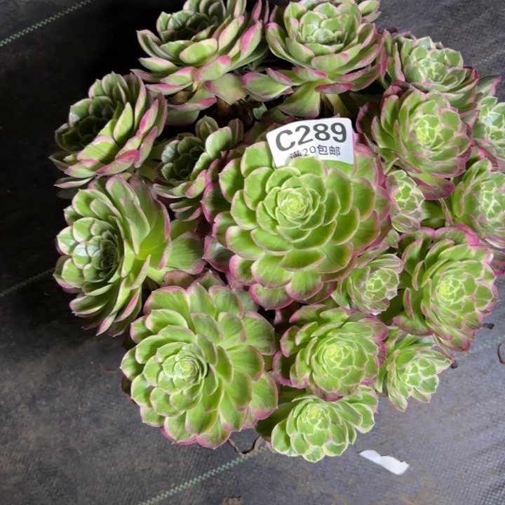 瑞妈一物一拍289有断枝