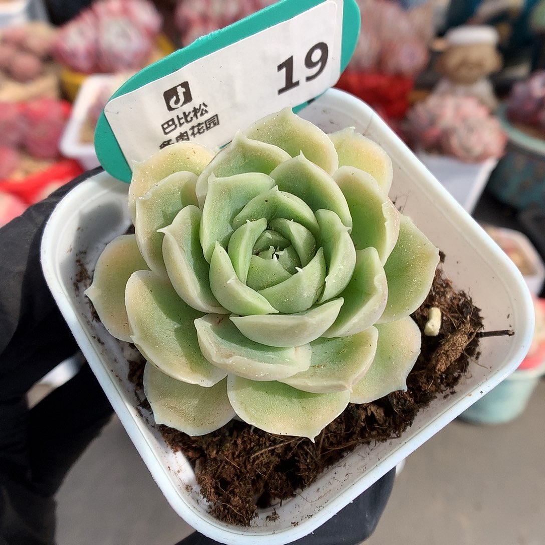 19 水晶虾饺多肉