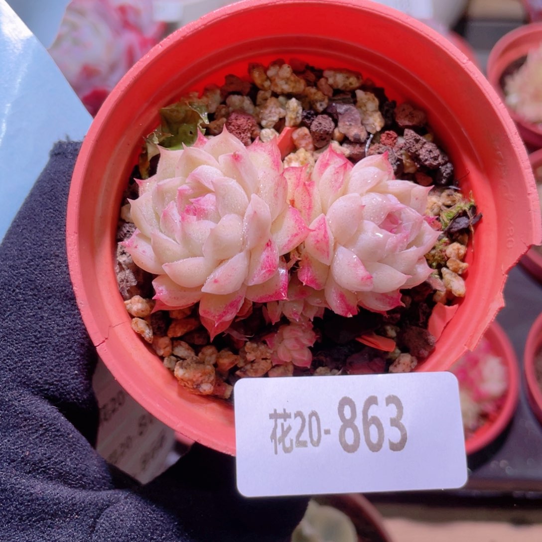 花利美20-863女王