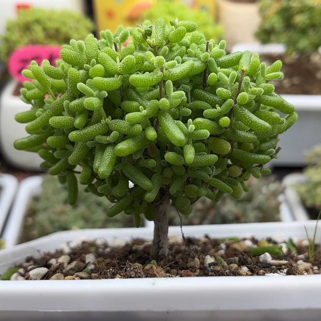 19金桔优选枝干番杏