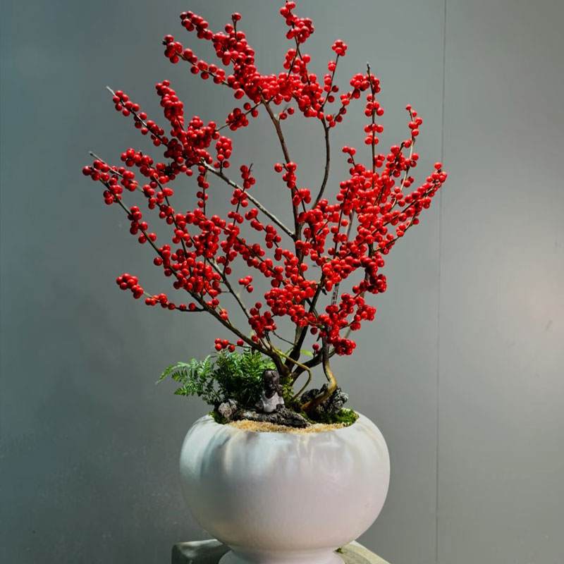 【加大加高40-50厘米】北美冬青奥斯特带红果花卉绿植盆栽