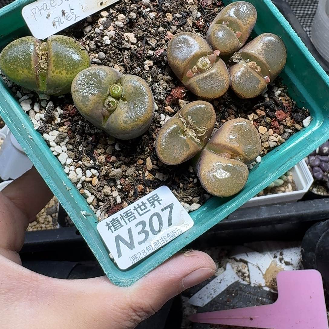 多肉植物的润泽fbbn