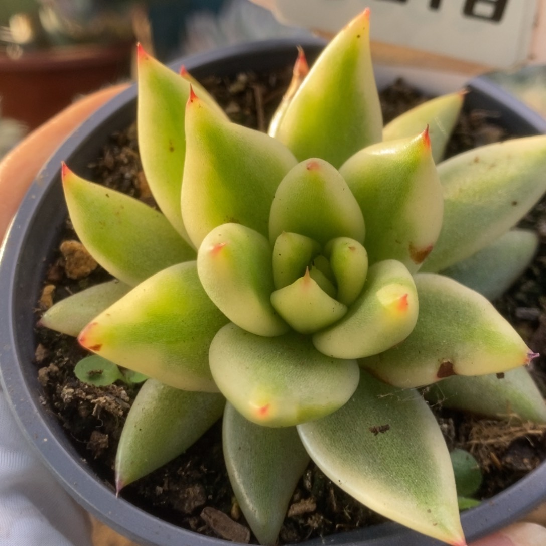 618东云杂锦锦锦锦锦锦锦