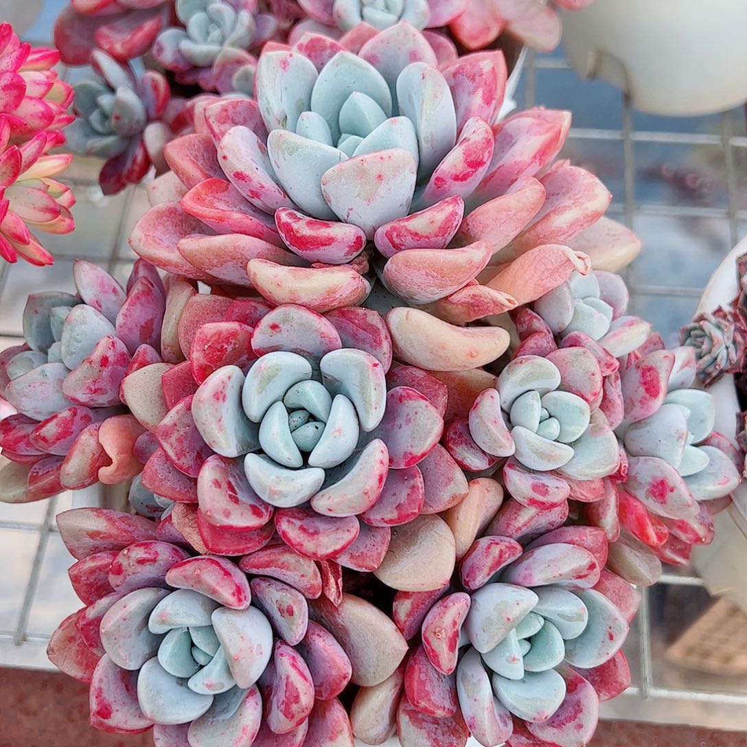 花斑露多头造型精品