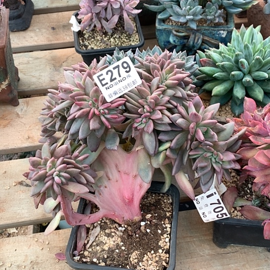 桃花源缀化279 亏本处理退款拉黑需延时发货