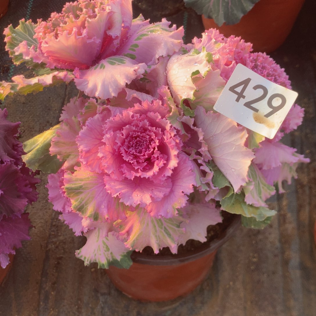 429甘蓝多肉植物