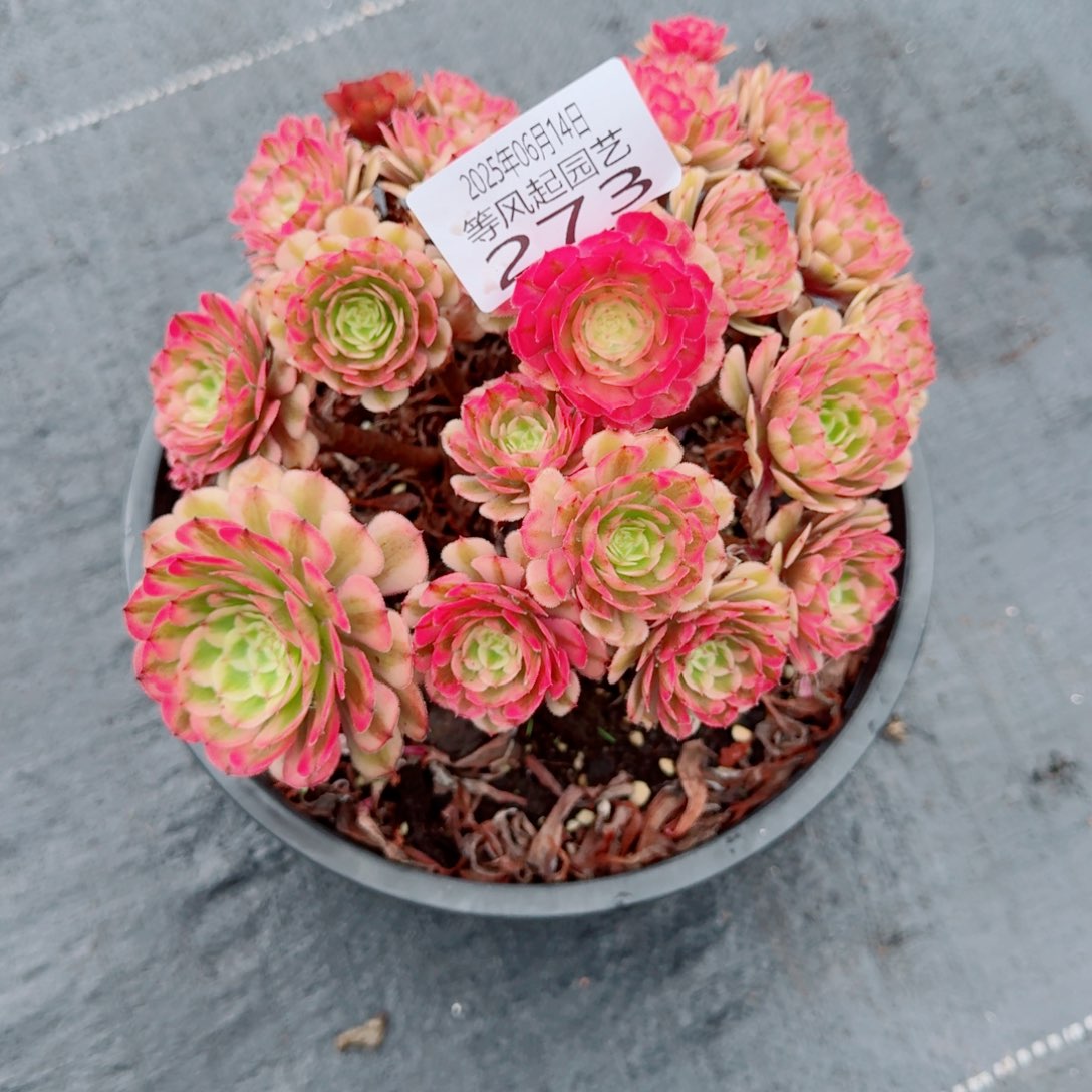 273 多肉法师一物一拍