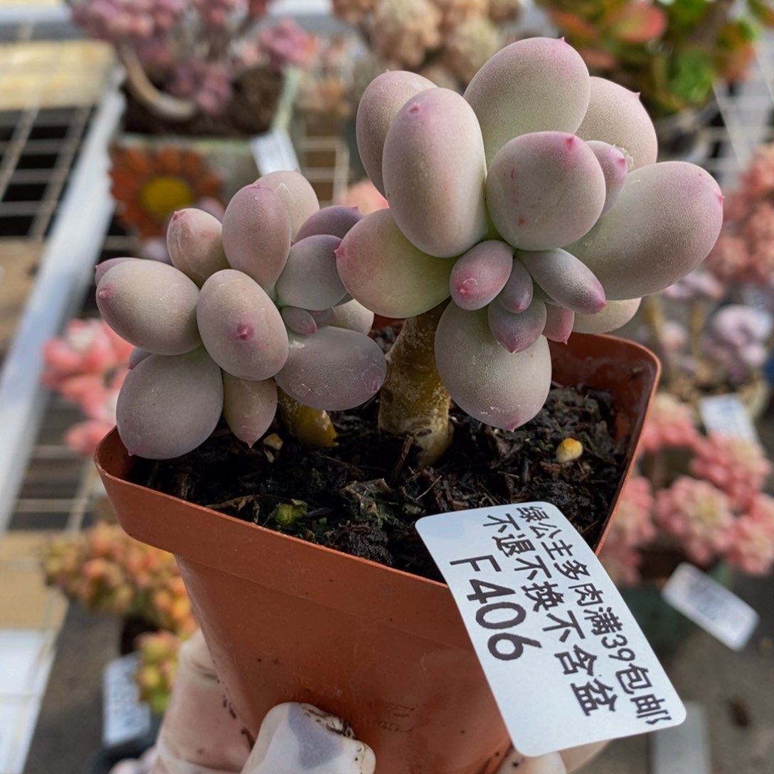 苹果奶406/6cm叶片发黄