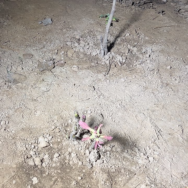 杜***u完全开放紫罗兰带花苞