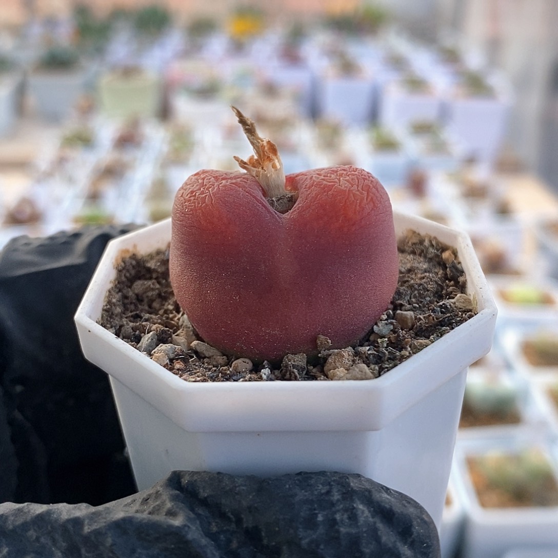 一物一拍优选水蜜桃尺寸2.8