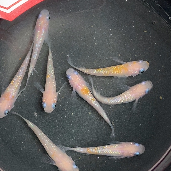 海水鱼墨子的鱼23号赤壁