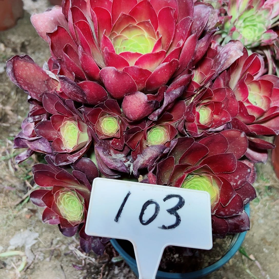 多肉植物梅金法师