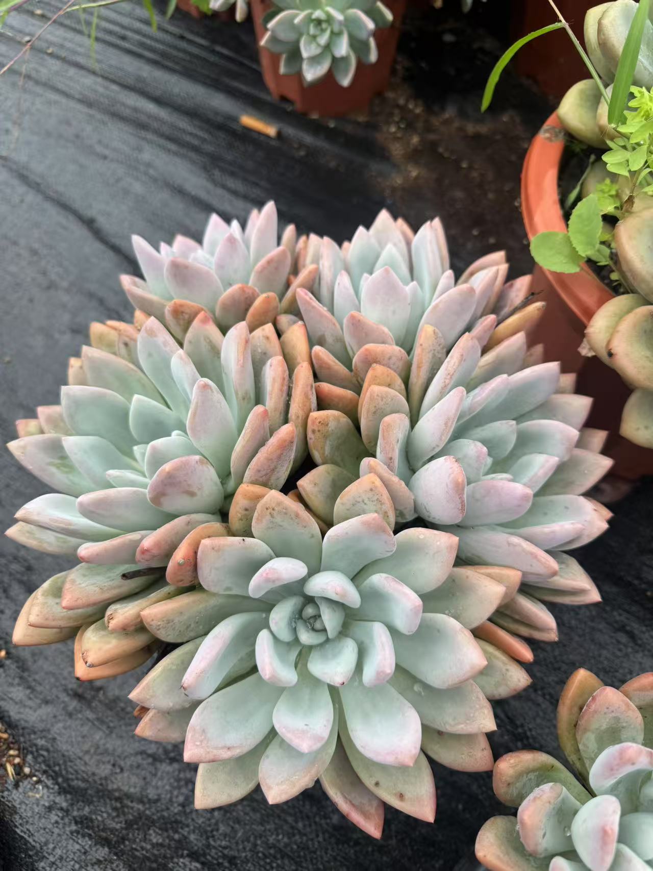 奥普琳娜  精品多肉植物 新手好栽 好养 云南发货