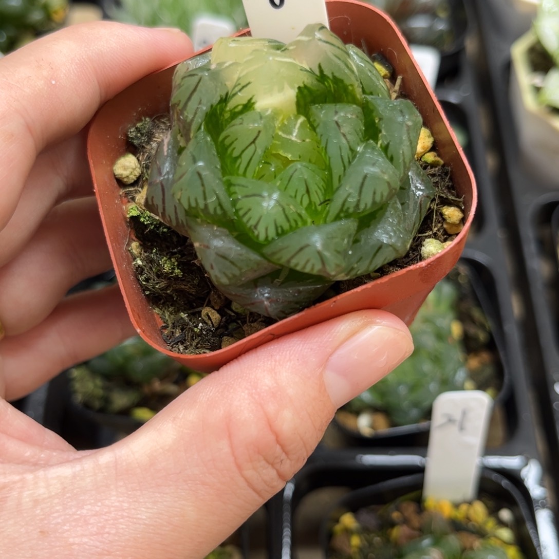 8龙鳞玉露锦一物一拍