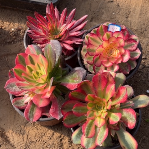 261多肉植物组合