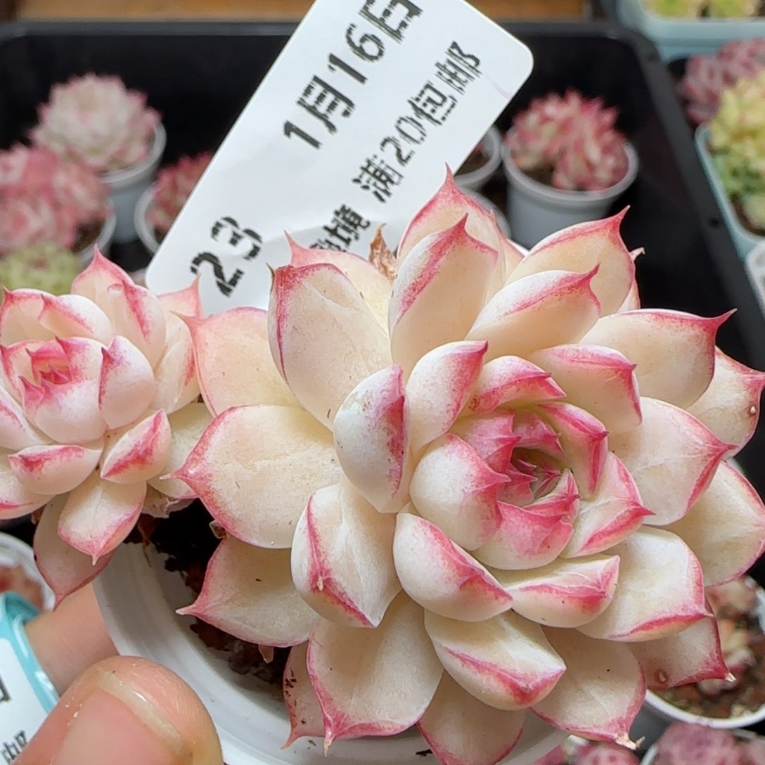 星*子花语逸境0116-23