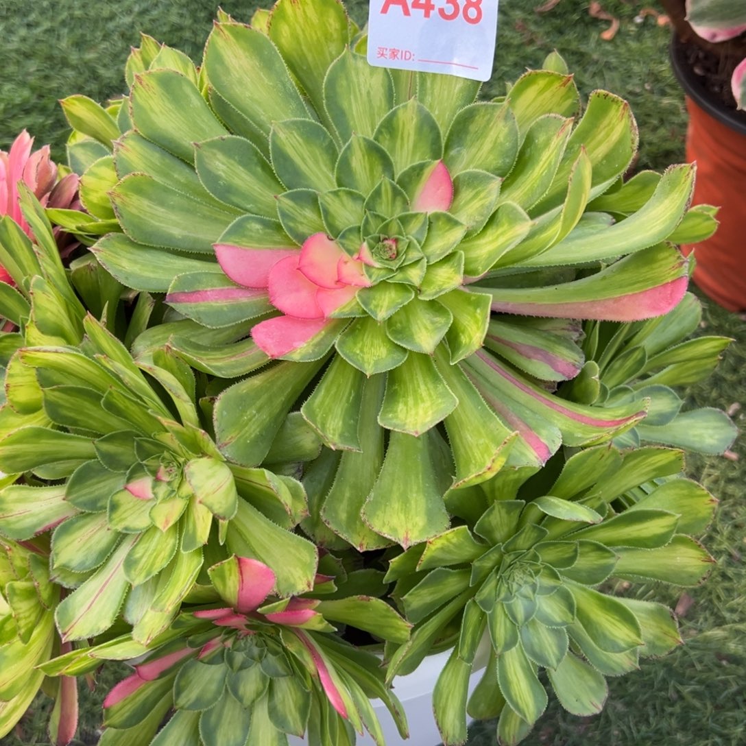 438，知火多肉植物法师
