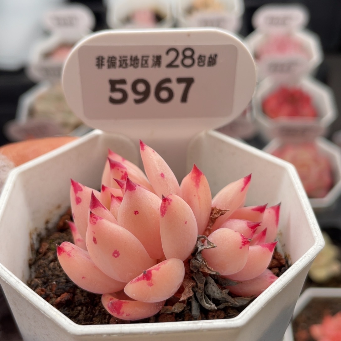 拉糖5967-5.0厘米