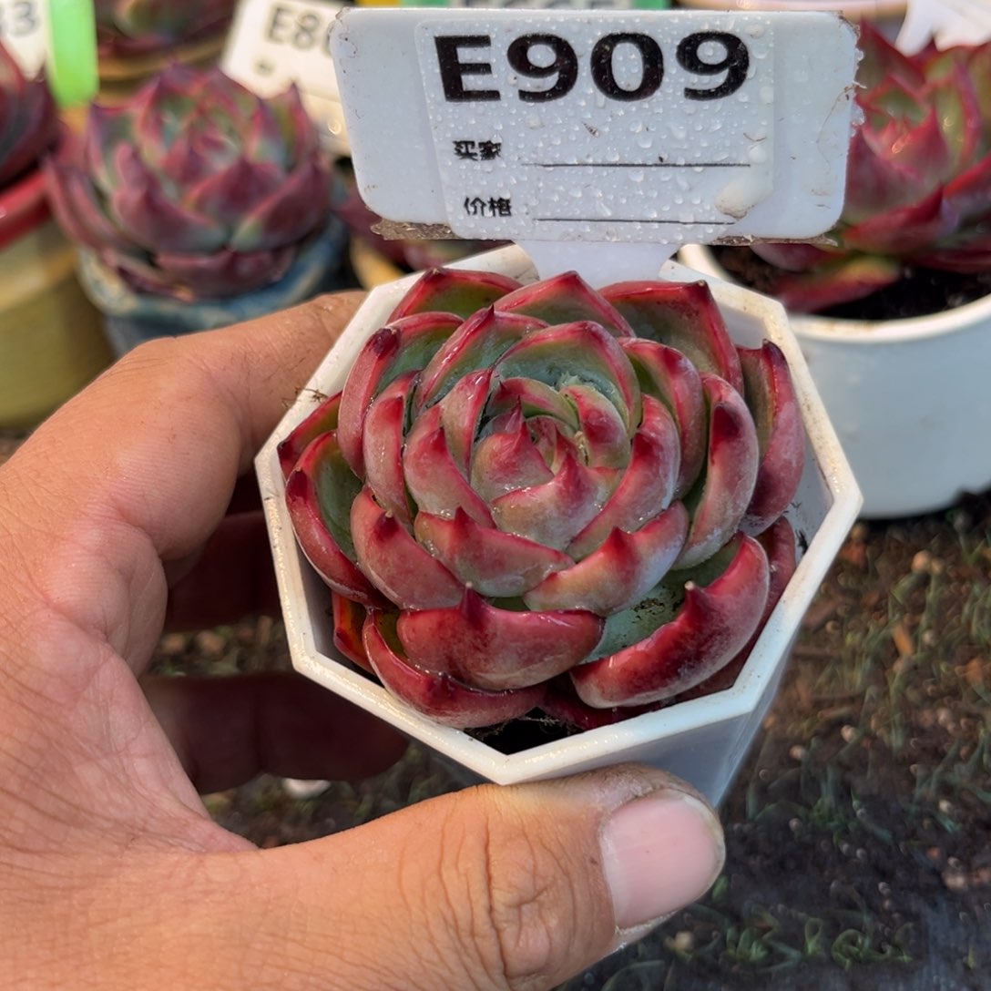 惊鸿一瞥909号多肉