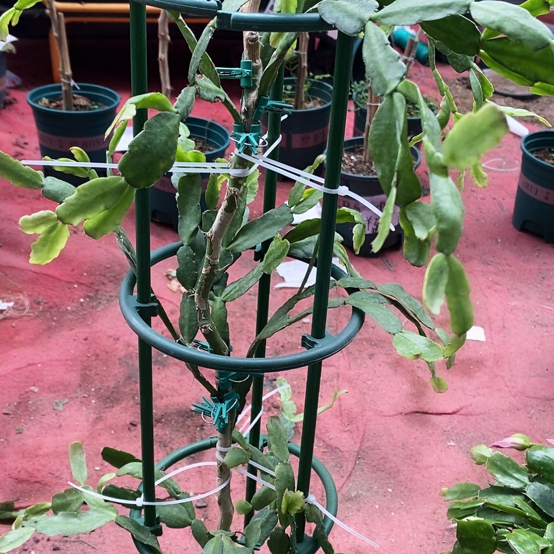 于***完全开放福利款三层