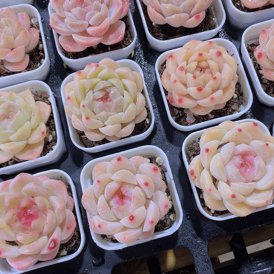 905号 精品白桃汽水单头2