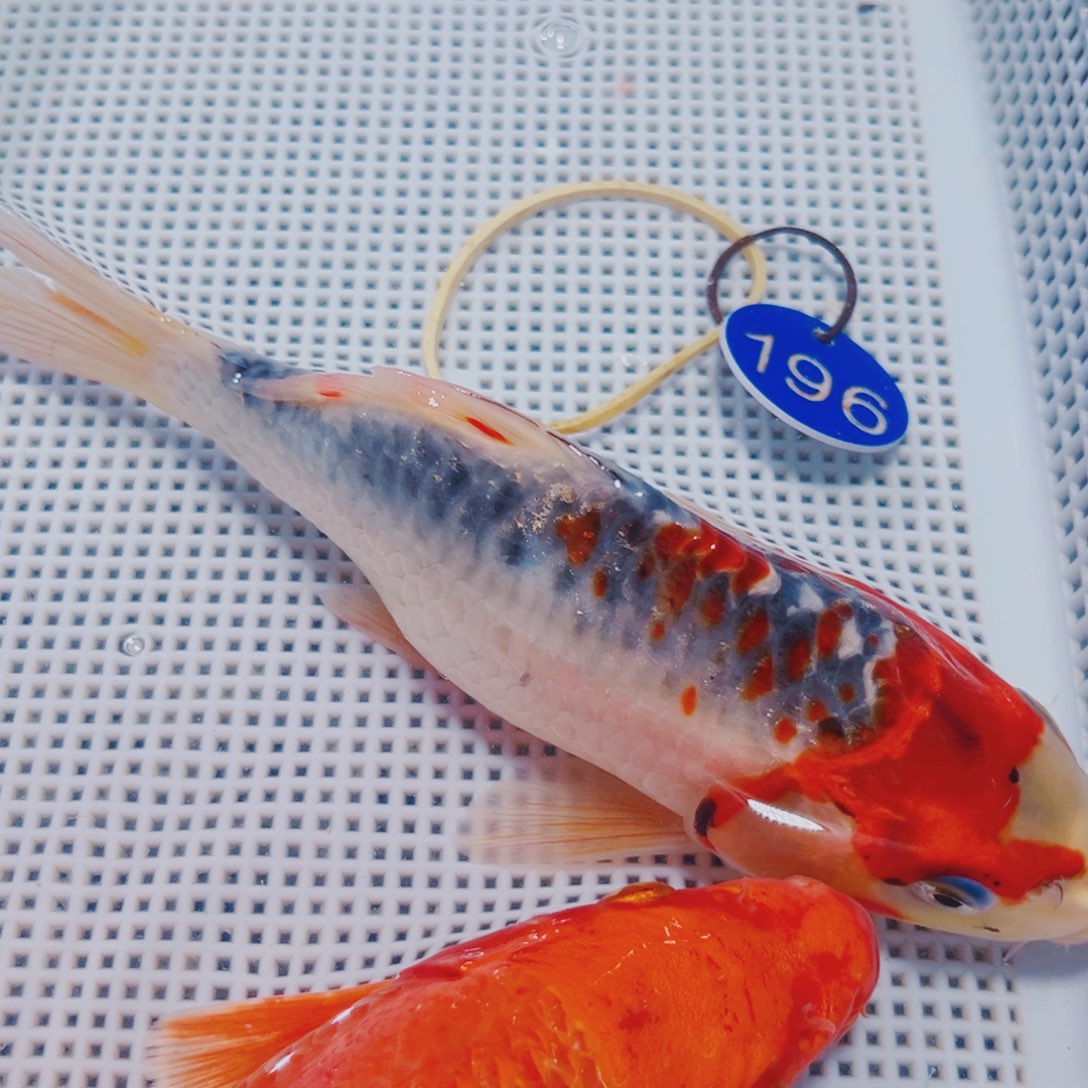 海水鱼锦鲤冷水196