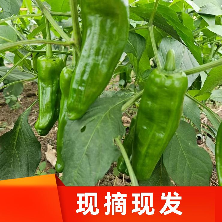 【肉椒5斤】新鲜辣椒现摘红绿辣椒可剁椒晒干做辣椒酱皮薄肉厚