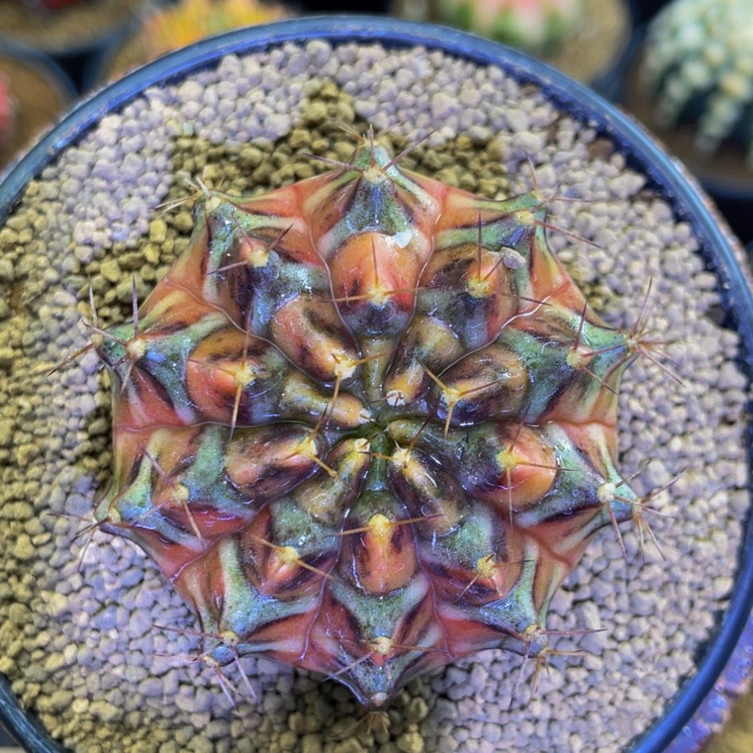 米哈星球00000000000199