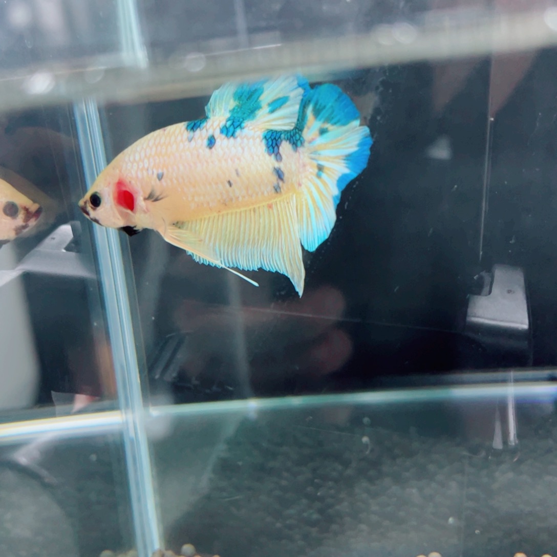 海水鱼福利价格精品巨斗巨型斗鱼