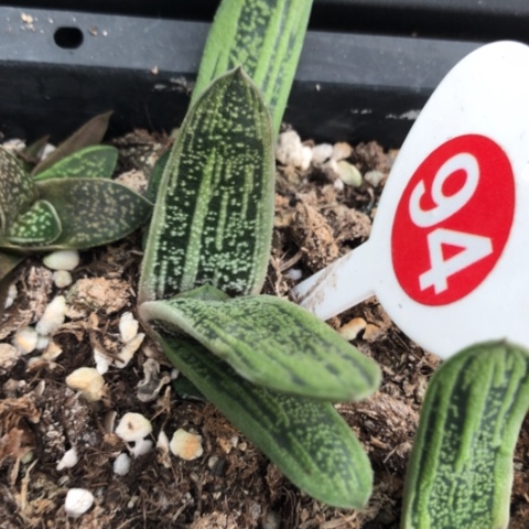 旋转蜗牛花锦蜗牛