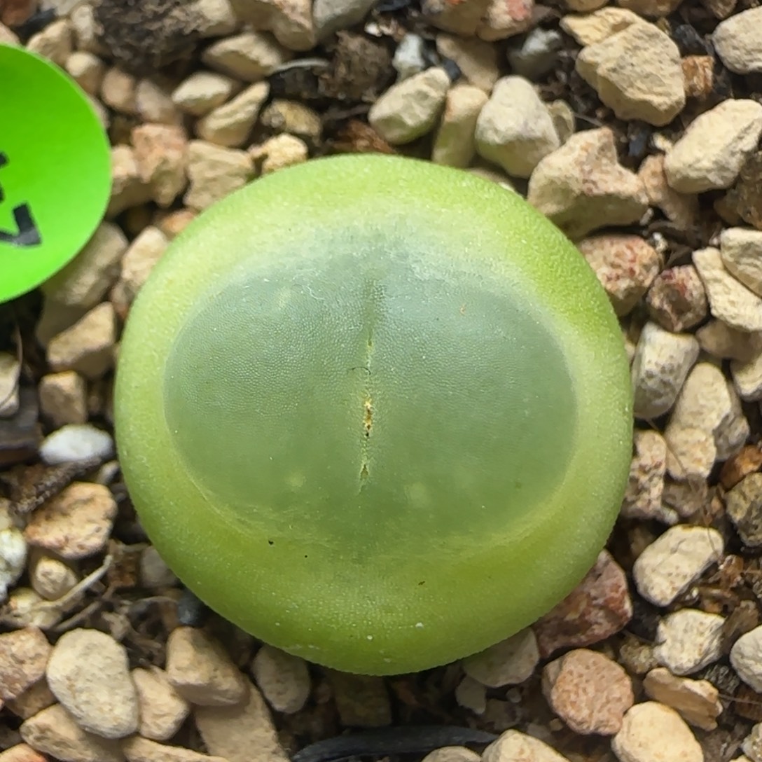 拉登漂亮多肉植物244