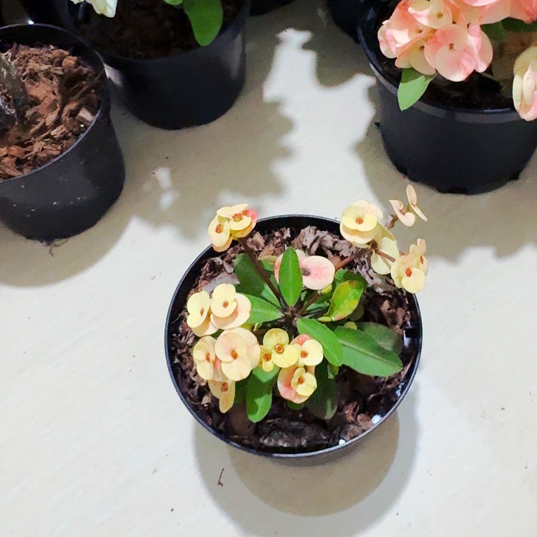 H***_完全开放糖果屋直播间一物一拍