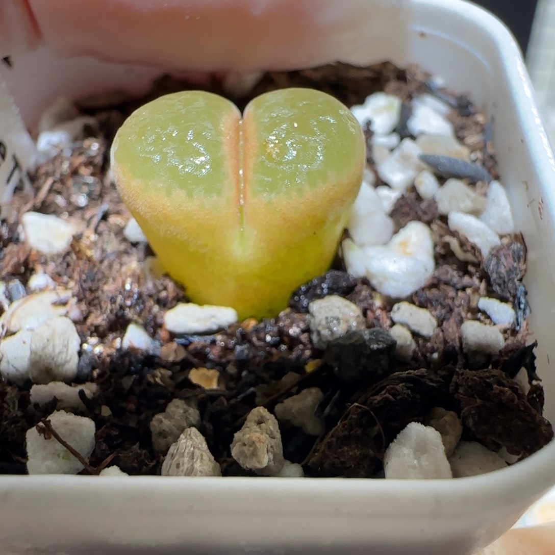 肉锥多肉植物百科4-1797.7风铃有疤397