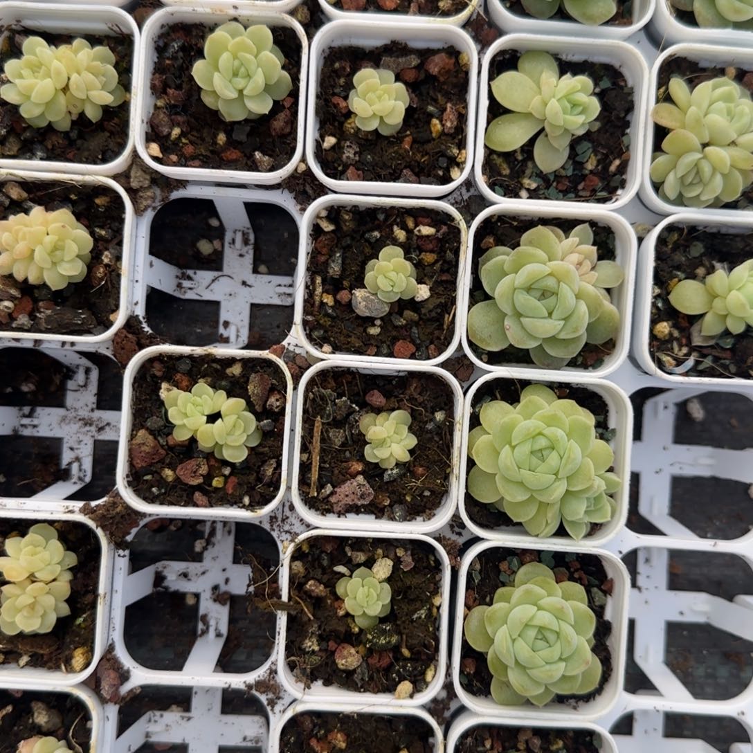 财富16 盆6床1个满25包邮