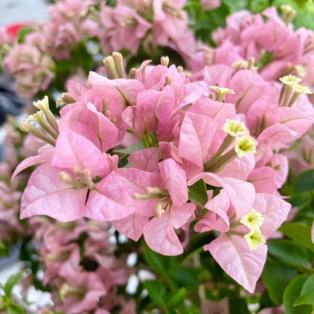 【迷你樱花】勤花品种三角梅 带花带叶原盆原土发货