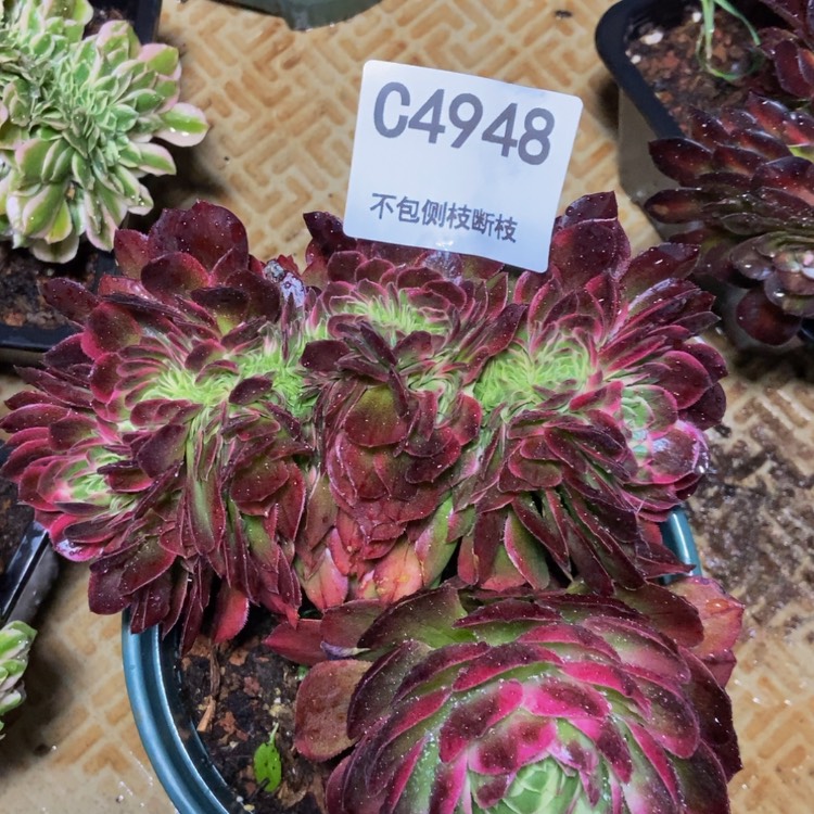 【闪购商品】4948海王多肉