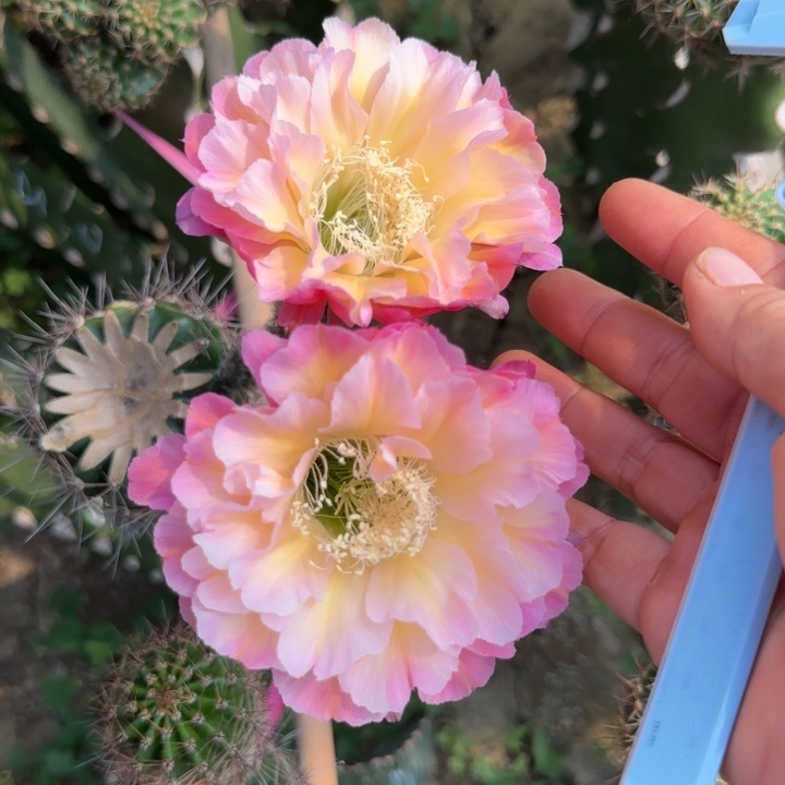马亿无根侧芽四公分左右