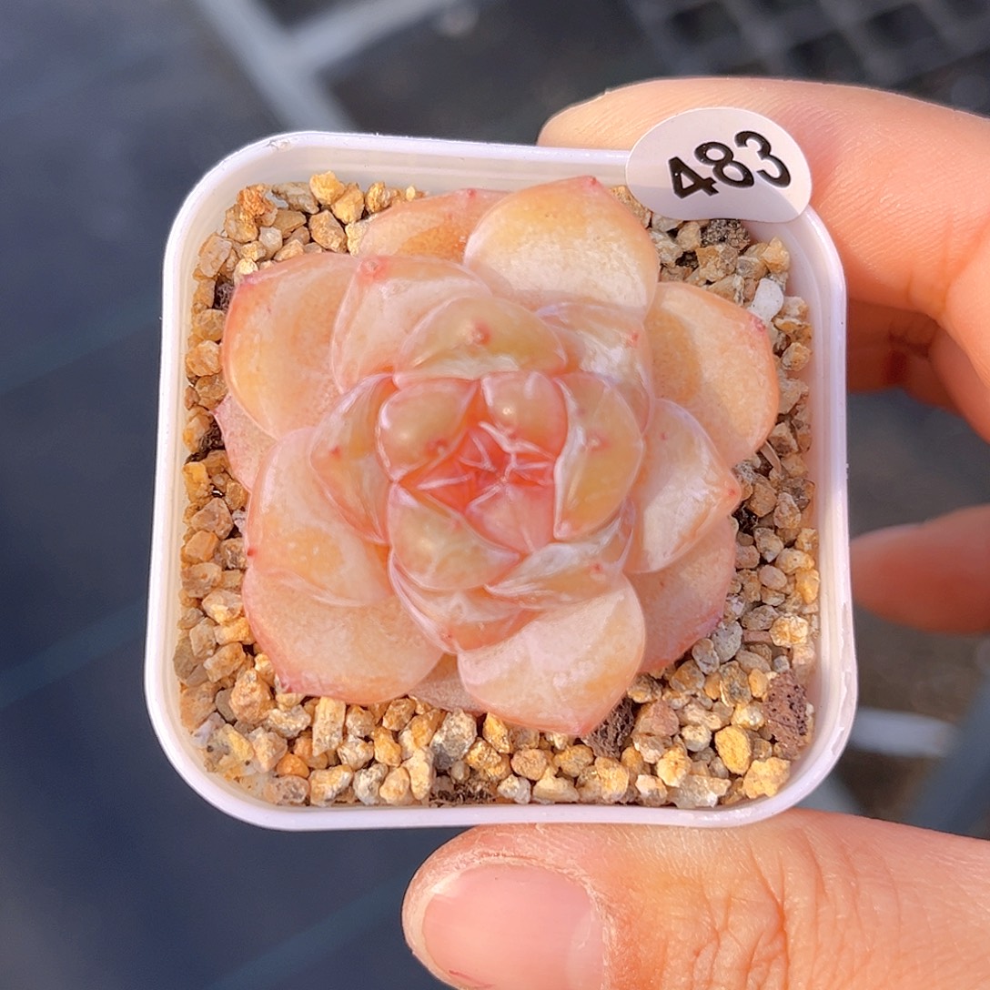 483 新品珍妮  满18包邮 