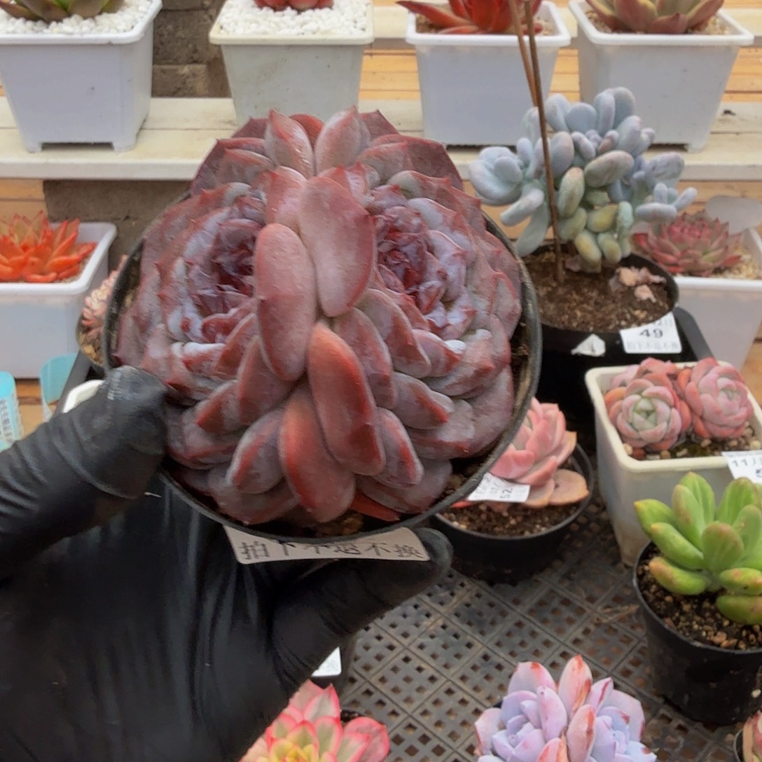 1102-56慕白双头a