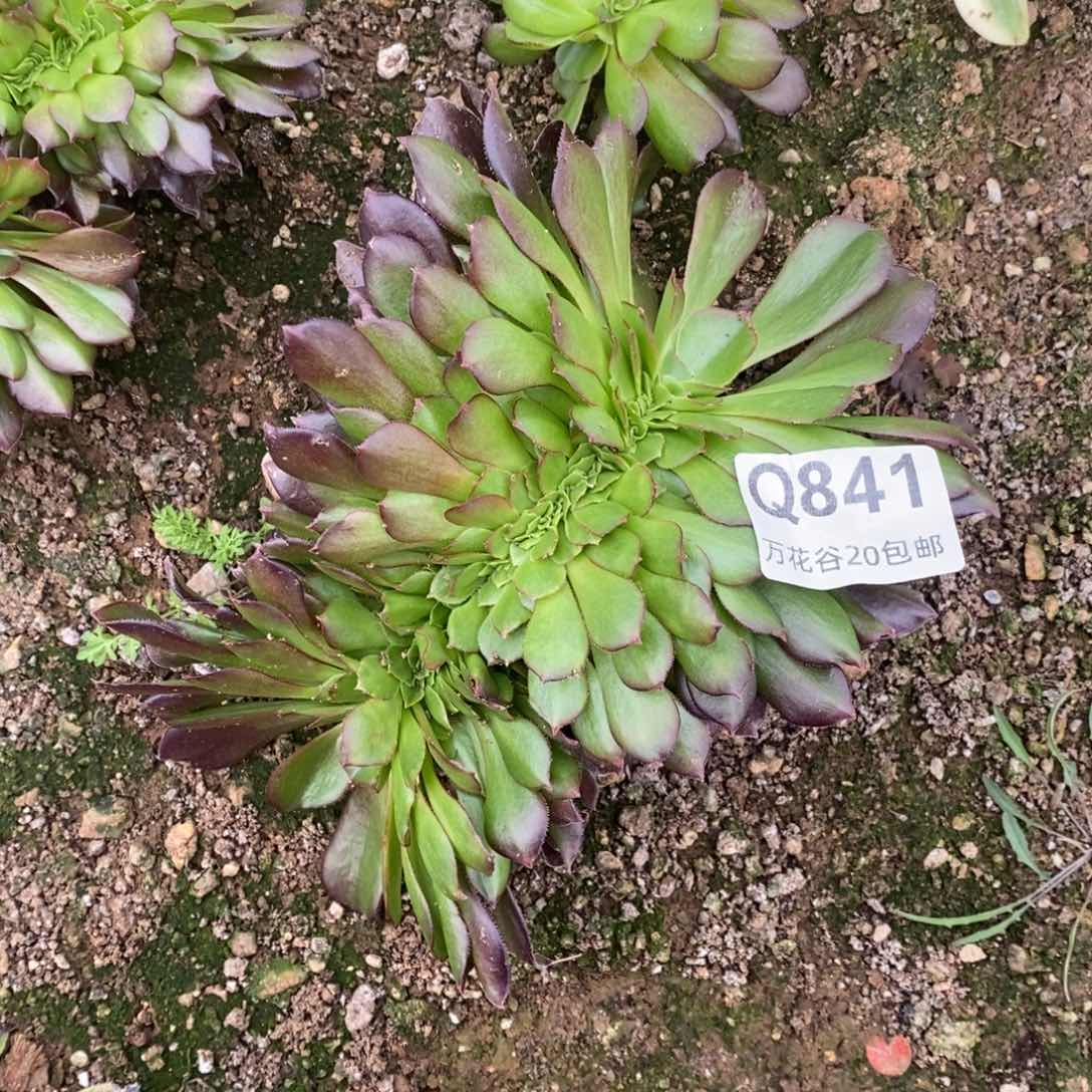 841欧紫缀多肉植物
