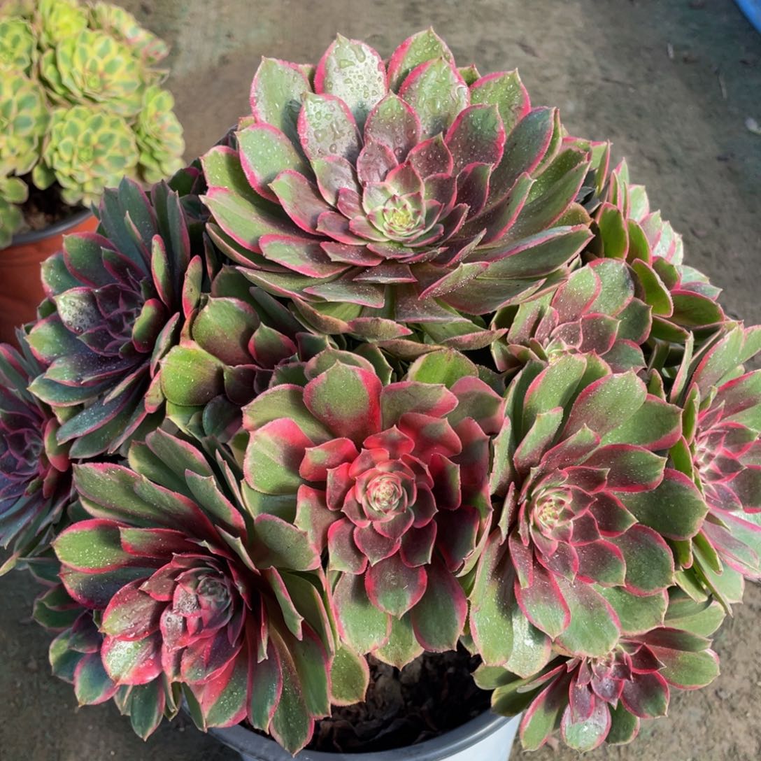 183粉花妖精品法师老桩