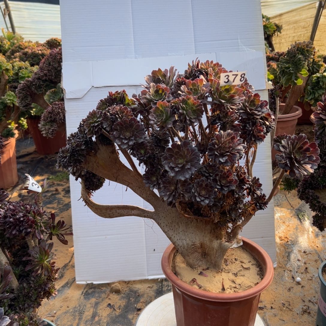 有伤铜壶朵缀378