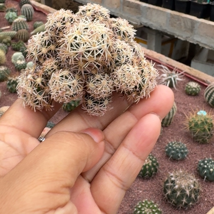 仙人球，紫王子群，有根