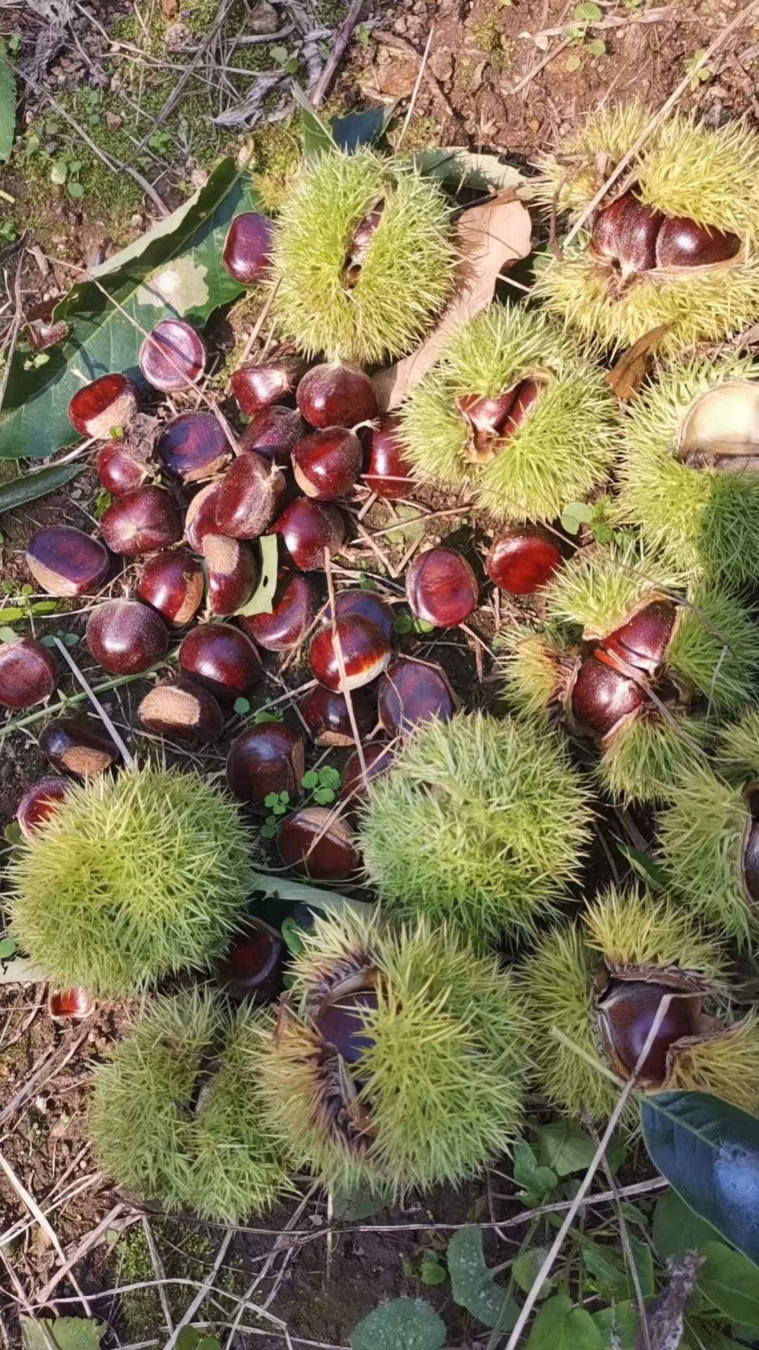 迁西板栗生板栗油板栗京东板栗燕山板栗老树板栗迁西发货