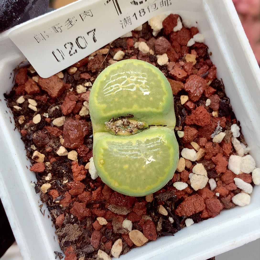 生石花满18包邮7-133