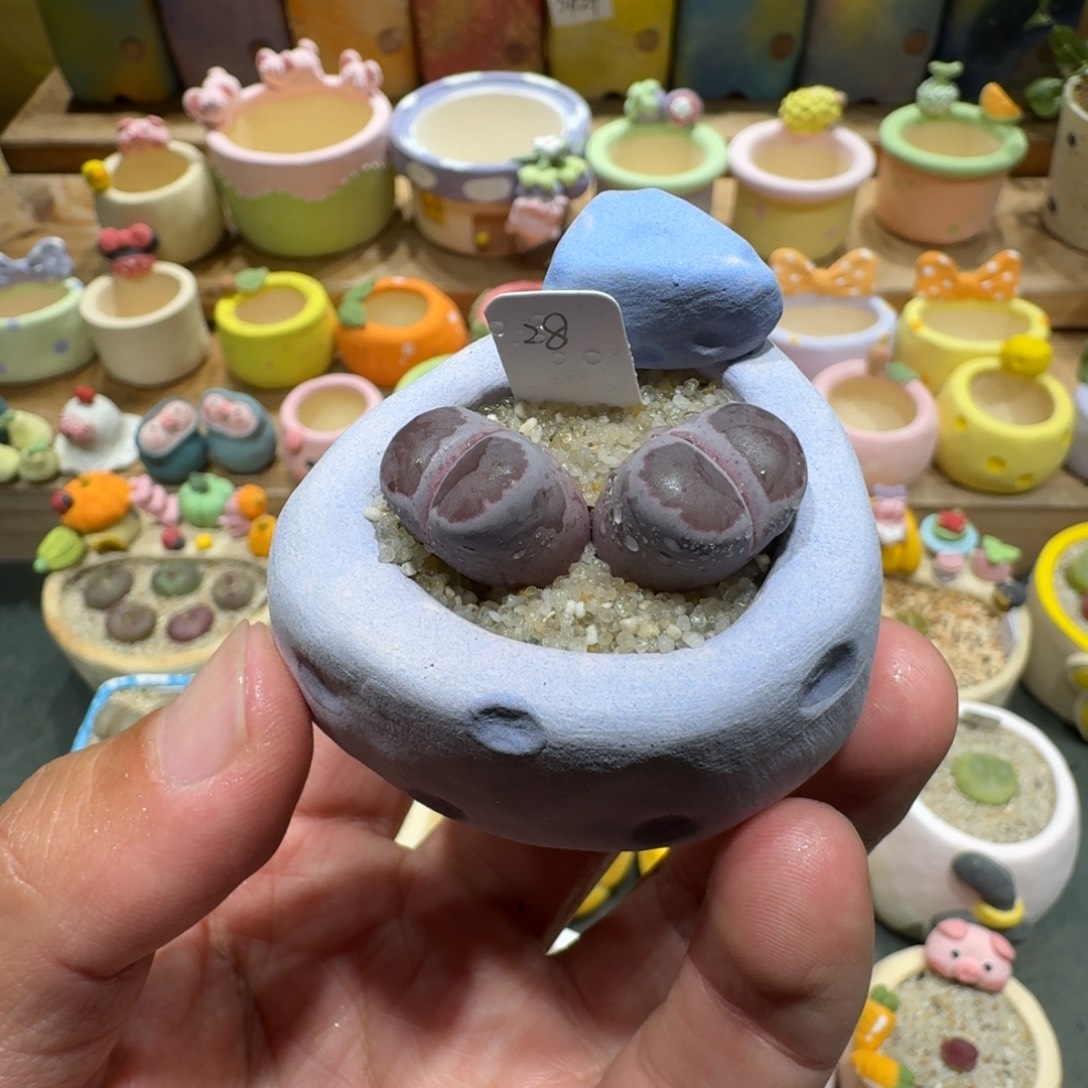 蘑菇1359紫饼多肉植物